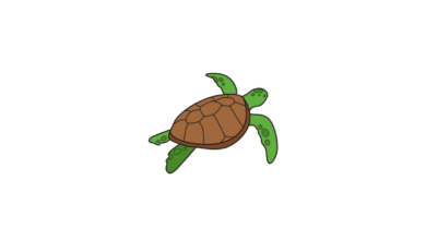 Draw A Sea Turtle